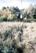Вид на болото в Саржином яру в сторону станции "Павлово поле"